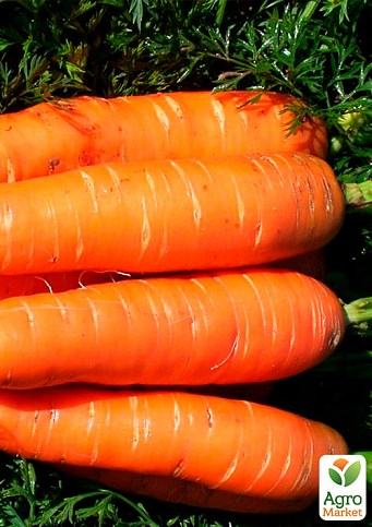 На развес Морковь "Без сердцевины" ТМ "Весна" цена за 10г - фото 2