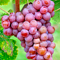 Виноград "Траминер Розовый" (винный сорт, средний, мускатный)