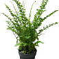 Нефролепис "Green Fantasy" (папороть кімнатна)