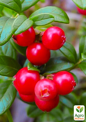 Эксклюзив! Брусника "Жемчужина" (Pearl) (поздний срок созревания, очень урожайный сорт)