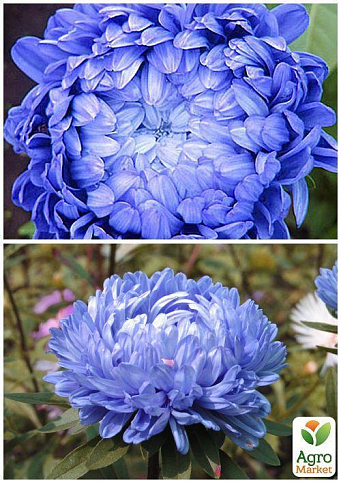 На развес Астра пионовидная голубая ТМ "Весна" цена за 1,5г - фото 3