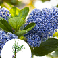 LMTD Цеанотус древовидный "Trewithen Blue" (60-70см)