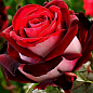 Роза чайно-гибридная "Люксор" (саженец класса АА+) высший сорт