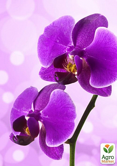 Орхідея Міні (Phalaenopsis) "Lilac"2
