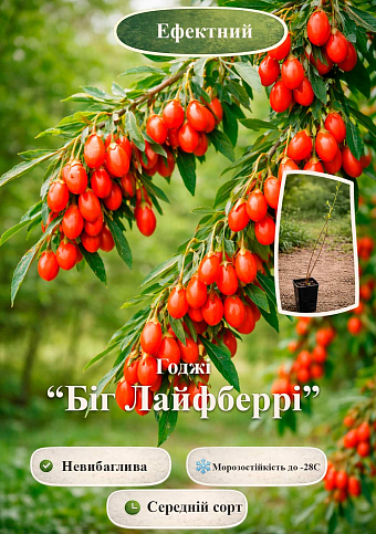 Эксклюзив! Годжи "Big Lifeberry (Біг Лайфберрі)" (перекрестное опыление, садить по 2 шт)