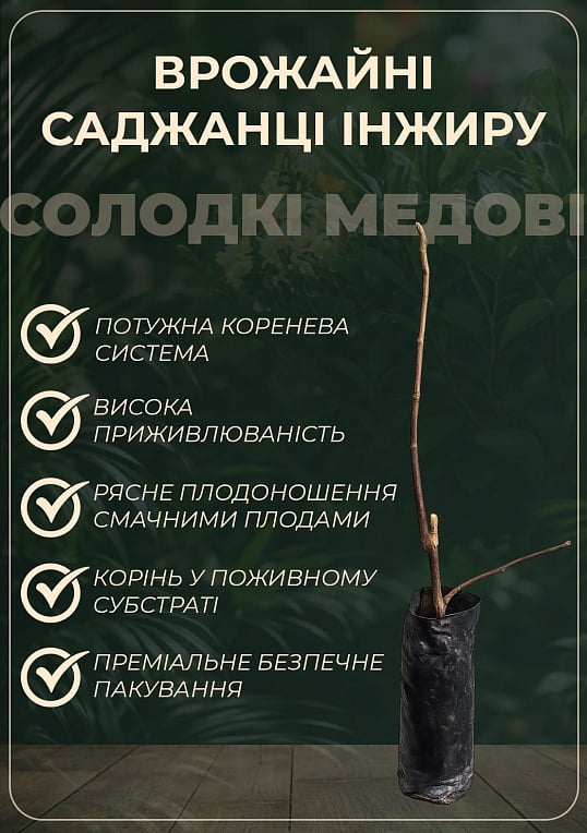 Эксклюзив! Инжир коричнево-зеленый "Голиаф" (Goliath) (премиальный, крупноплодный, морозостойкий)