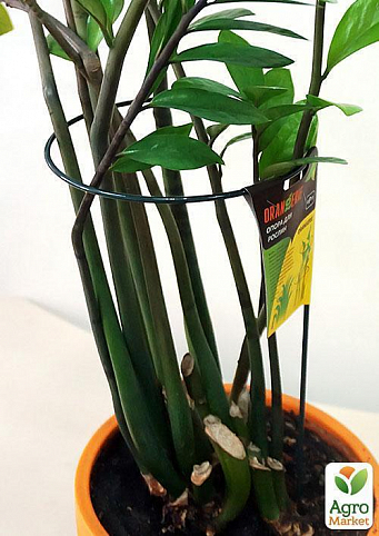Опора для растений ТМ "ORANGERIE" тип P (зеленый цвет, высота 600 мм, кольцо 260 мм, диаметр проволки 5 мм) - фото 2