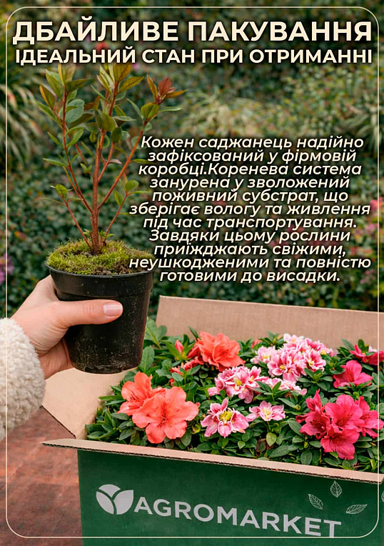 Азалия 2-х летняя "Stewartstonian" С1, высота 25-50см