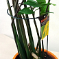 Опора для рослин ТМ "ORANGERIE" тип P (зелений колір, висота 600 мм, кільце 260 мм, діаметр дроту 5 мм) купить