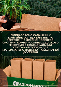 Хасмантіум широколистий "Uniola latifolia" С121