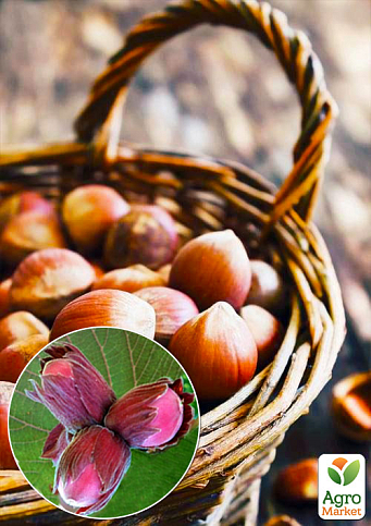 Фундук "Ламберта" (краснолистный, средний срок созревания, перекрёстное опыление, садить по 2 шт) 