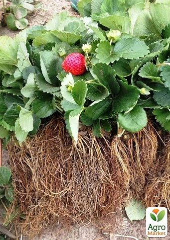 Клубника садовая ремонтантная "Ania" укорененная в контейнере - фото 7