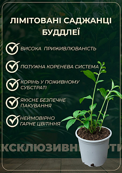 LMTD Буддлея Давида "Royal White" висота 35-50см2