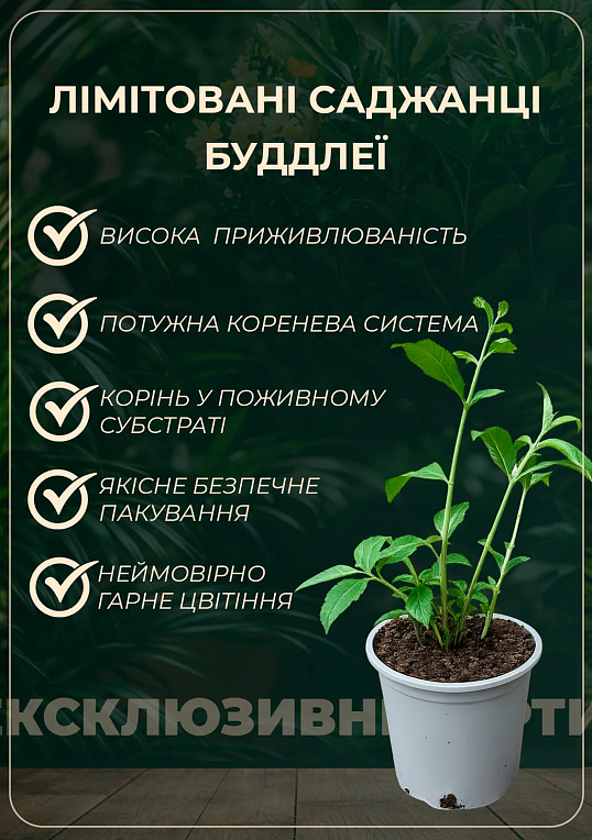 LMTD Буддлея Давида "Royal White" висота 35-50см - фото 4