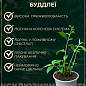 LMTD Буддлея Давида "Royal White" висота 35-50см