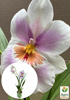 Орхидея Мильтония "Candida"1
