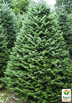 Ялиця Бальзамічна 3-х річна (Abies balsamea) висота 30-40 см8