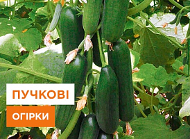 Суперпучкові огірки - корисні статті про садівництво від Agro-Market