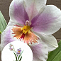 Орхидея Мильтония "Candida"
