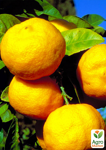 LMTD Лайм жовтий на штамбі з плодом 3-х річний "Limetta Pursha" (25-45см) - фото 3