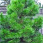 Сосна Орегонская (Рinus ponderosa) С10, высота 100-130см