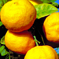 LMTD Лайм жовтий на штамбі з плодом 3-х річний "Limetta Pursha" (25-45см) цена