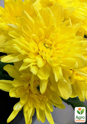 Хризантема кущова середньоквіткова "Pato" - фото 2