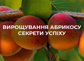 Абрикос: як виростити сонячний фрукт? - корисні статті про садівництво від Agro-Market