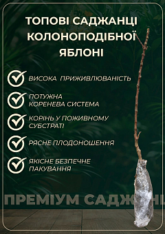 Яблуня колоновидна "Вожак" (осінній сорт, пізній термін дозрівання)25