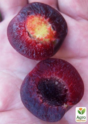 Сливово-вишневий гібрид "Мейнор" 1 саджанець в упаковці - фото 3