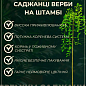 Ива плакучая на штамбе "Kilmarnock" (высота 150-180см)
