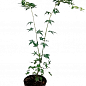 Клен 3-х річний японський пальмолистний «Катсура» (Acer palmatum Katsura) S3, висота 60-80см купить