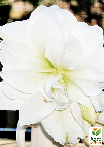 Гиппеаструм махровый "White Amadeus" (Амариллис)  - фото 3
