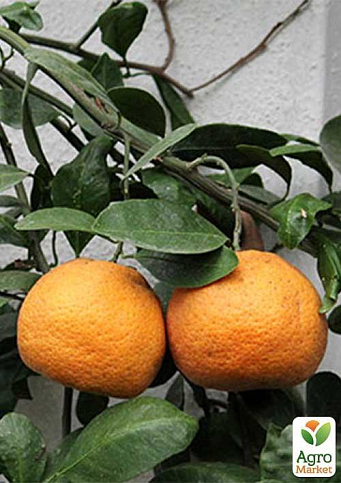 Эксклюзив! Мандарин оранжевый "Мандариновый рай" (Mandarin paradise) (премиальный супер сочный сорт) - фото 8