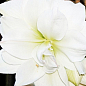 Гиппеаструм махровый "White Amadeus" (Амариллис)  цена