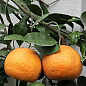 Эксклюзив! Мандарин оранжевый "Мандариновый рай" (Mandarin paradise) (премиальный супер сочный сорт)