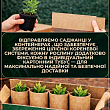Лохина (чорниця садова) "Бріджита Блю" (Brigitta Blu) (пізній термін дозрівання) цена