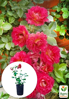 Троянда в контейнері плетиста "Meilland Decor Arlequin" (саджанець класу АА+)1