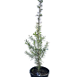 Кедр Ливанский (Cedrus libani) С1,5, высота 30-40 см купить