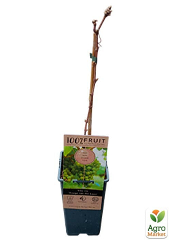 LMTD Виноград "Dr. Smidtmans" (сортовой, укорененный) - фото 2