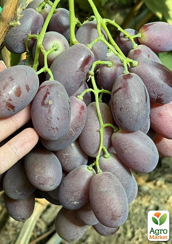 Виноград "Дамасская Красавица" (сверхранний, крупный, сладкий сорт)