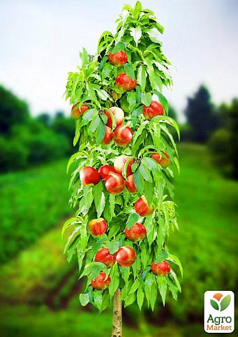 Эксклюзив! Нектарин колоновидный ярко-оранжевый с красным бочком "Принц Уильям" (Prince William) (премиальный среднеспелый сорт)