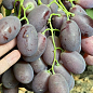 Виноград "Дамасская Красавица" (сверхранний, крупный, сладкий сорт)