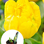 Тюльпан махровый "Yellow Baby" (Нидерланды)
