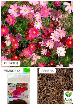 Космея "Двічіпериста" (Зипер) ТМ "Весна" 1г13