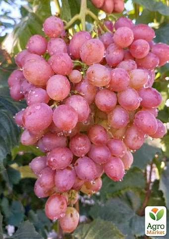 Виноград вегетирующий кишмиш "Лучистый" 