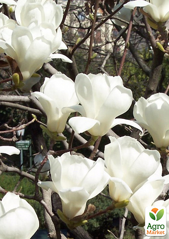 Магнолия Обнажённая "Magnolia Denudata"  - фото 2