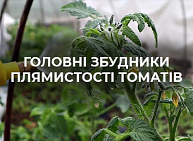 Плями на плодах томата | Agro-market