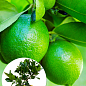 LMTD Лайм классик на штамбе с плодом 3-х летний "Aurantifolia Lime" (25-45см)