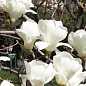 Магнолия Обнажённая "Magnolia Denudata"  купить
